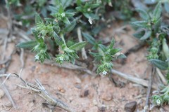 Heliotropium scabrum